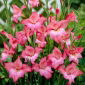Mieczyk Charming Beauty - 5 szt.