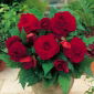 Begonia pełna - ciemnoczerwona - 2 szt.