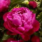 Piwonia, Paeonia - Red Sarah Bernhardt - sadzonka