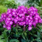 Floks (Phlox) - Płomyk wiechowaty - Uspech - 1 szt.