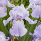 Kosaciec, Irys - Blue Sapphire