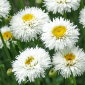 Złocień Crazy Daisy - o kwiatach półpełnych
