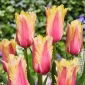 Tulipan Flaming Memory - 5 szt.