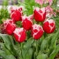 Tulipan New Santa - 5 szt.