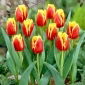 Tulipan Davenport - 5 szt.