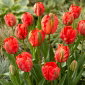 Tulipan Flower Power - 5 szt.