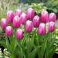 Tulipan Holland Beauty - 5 szt.