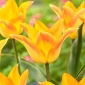Tulipan Moonblush - 5 szt.