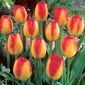 Tulipan Prins Claus - 5 szt.