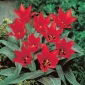 Tulipan Ali Baba - 5 szt.