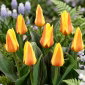 Tulipan Miskodeed - 5 szt.