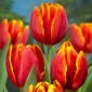 Tulipan Renee Drake - 5 szt.