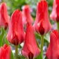 Tulipan Soraya - 5 szt.