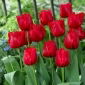 Tulipan Red Wing - 5 szt.