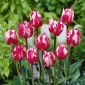 Tulipan Rems Sensation - 5 szt.