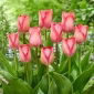 Tulipan Pink Sound - 5 szt.