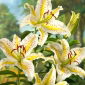 Lilia orientalna - Auratum