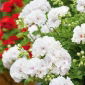 Pelargonia biała