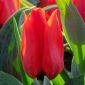 Tulipan Annie Salomons - 5 szt.