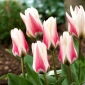 Tulipan Border Legend - 5 szt.