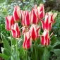 Tulipan Buddy - 5 szt.