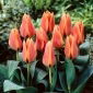 Tulipan Calypso - 5 szt.