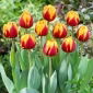Tulipan Givenchy - 5 szt.