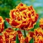 Tulipan Golddust - 5 szt.