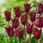 Tulipan Indeland - 5 szt.