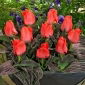 Tulipan Oratorio - 5 szt.