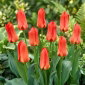 Tulipan Oriental Beauty - 5 szt.