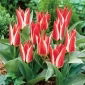 Tulipan Pinocchio - 5 szt.