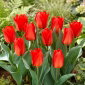 Tulipan Princeps - 5 szt.