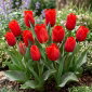 Tulipan Princesse Charmante - 5 szt.