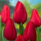Tulipan Red Rover - 5 szt.