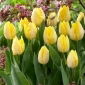 Tulipan Sunny Prince - 5 szt.