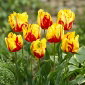 Tulipan Texas Flame - 5 szt.