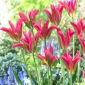 Tulipan Virichic - 5 szt.