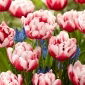 Tulipan Voicemail - 5 szt.