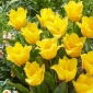 Tulipan Stuttgart - 5 szt.