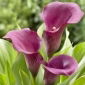 Calla Allure - purpurowa