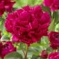 Piwonia, Paeonia - Red Magic - sadzonka