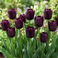 Tulipan Eduard Pelger - 5 szt.