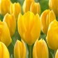 Tulipan Golden Purissima - 5 szt.