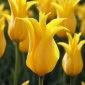 Tulipan Inimitable - 5 szt.