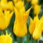 Tulipan La Perla - 5 szt.