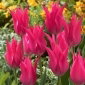 Tulipan liliokształtny różowy - Lilyflowering pink - 5 szt.