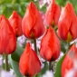 Tulipan Red Paradise - 5 szt.
