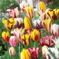 Tulipan Rembrandt mix - 5 szt.