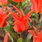 Tulipan Rigas Barikades - 5 szt.